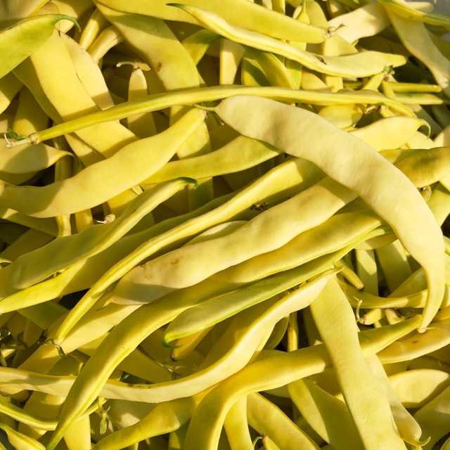 till Belle Meadow Farm Italian Romano Beans